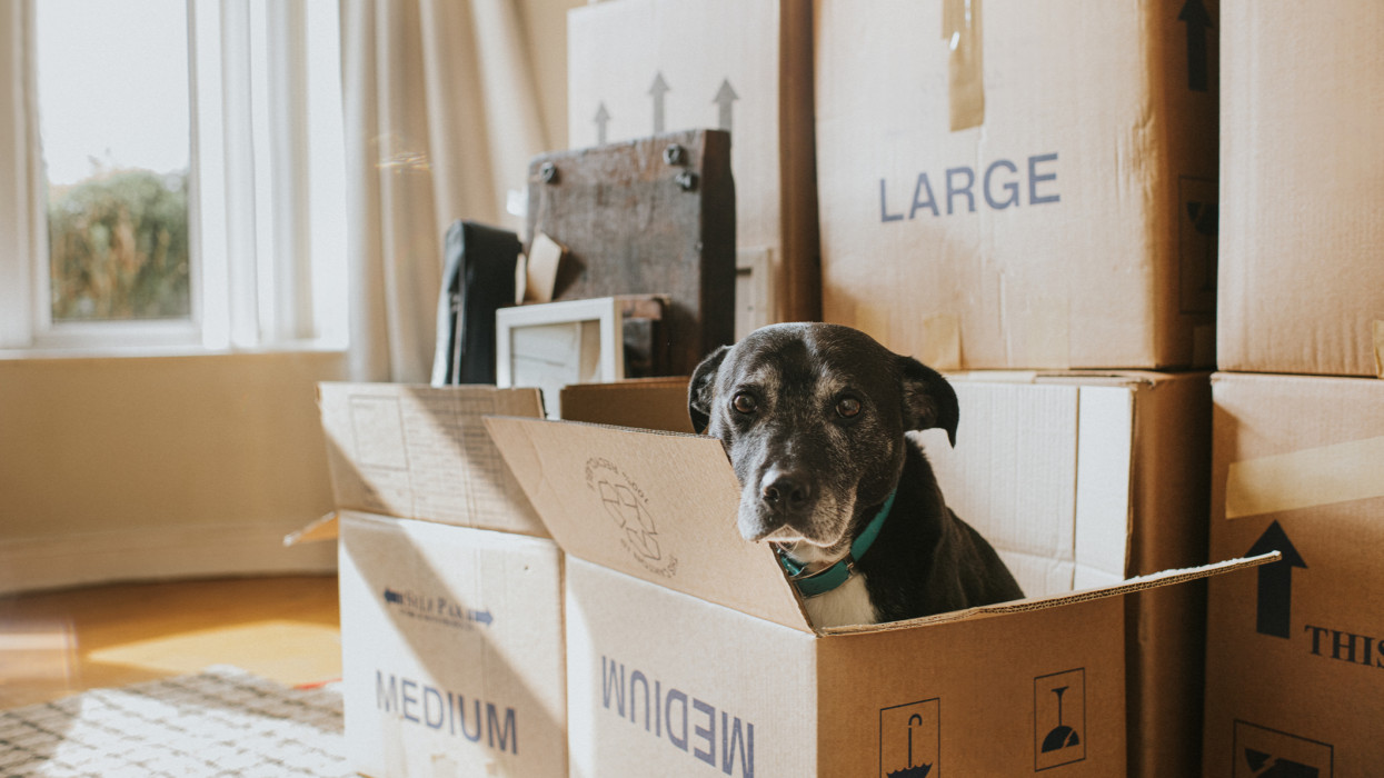 A sunny living room with many cardboard boxes, filled with possessions. In the foreground sits a box with a black dog peering out. Window and boxes provide a space for copy.